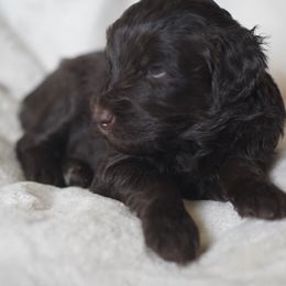 Goldendoodle Puppies from MissPatsDoodles