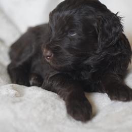 Goldendoodle Puppies from MissPatsDoodles