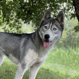 Ryn - Siberian Husky