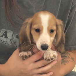 Ralphie - AKC - 2750 - Piebald male Dachshund puppy in Shawnee, Oklahoma from Magic Eagle Miniature Dachshunds