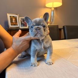 Girl 1 pink - Blue female French Bulldog puppy in Bolingbrook, Illinois from Flores Frenchies