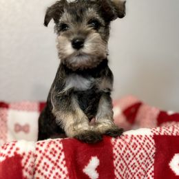 Mr.Sassy! - Salt and pepper Miniature Schnauzer puppy in Colorado from Puppies Paw Schnauzers in Colorado