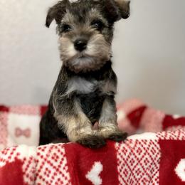 Mr.Sassy! - Salt and pepper Miniature Schnauzer puppy in Colorado from Puppies Paw Schnauzers in Colorado