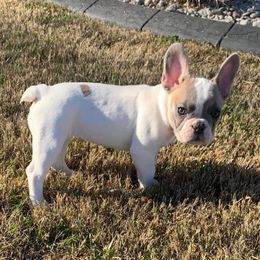 French Bulldogs from Baton Rouge Bullies
