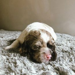 Cockapoo Puppies from Oodles of Doodles and Love