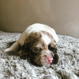 Cockapoo Puppies from Oodles of Doodles and Love
