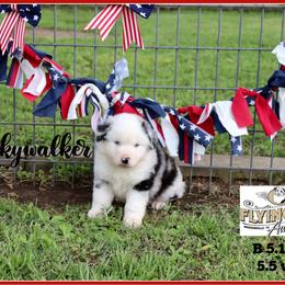 Luke Skywalker - Blue merle male Miniature Australian Shepherd puppy in Madisonville, Texas from Flying LL Aussies
