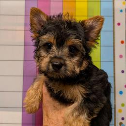 Gemma - Blue and gold female Yorkshire Terrier puppy in Gatesville, Texas from KontryKritterz Yorkies