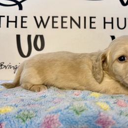 Black Boy AKC - Cream male Dachshund puppy in Crandall, Texas from The Weenie Hut