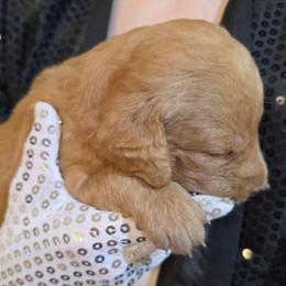 Rockin Robin - Red female Labradoodle puppy in Lansing, North Carolina from Murphy Manor Mountain Doodles