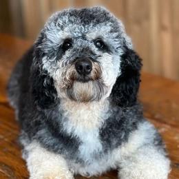 Bay - Aussiedoodle