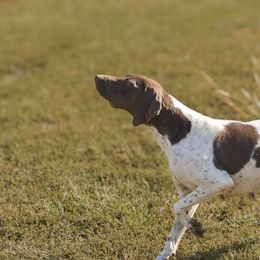 Baby - German Shorthaired Pointer