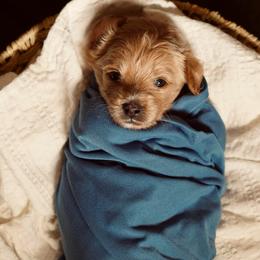 Purple Collar Boy - Sable male Yorkipoo puppy in Las Vegas, Nevada from Plush Toy Poodle Puppies & Pals