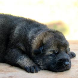 Odin - Sable male German Shepherd puppy in Cumming, Georgia from Cainedelup