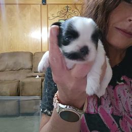 Shih Tzu Puppies from Keepin' it X-tra Shih-Tzu