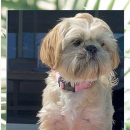 Cookie - Shih Tzu