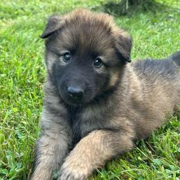 Cove (Blue) - Brown male Belgian Sheepdog puppy in Franklin, West Virginia from Wildmour K9