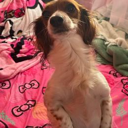 Maizee - Dachshund