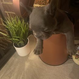 French Bulldog Puppies from Luxury French Bulldogs
