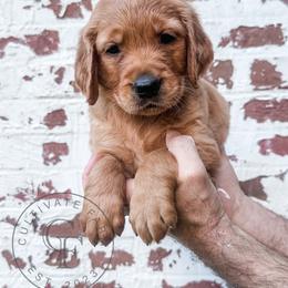 Patsy - purple - Dark golden female Golden Retriever puppy in Greeneville, Tennessee from Cultivate Farm