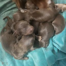 Gigi - Chocolate and tan female Dachshund puppy in Poplarville, Mississippi from Sarah’s Darling Dachshunds