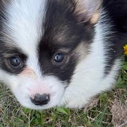 Female2 Tiny - Black and tan female Pembroke Welsh Corgi puppy in Heyworth, Illinois from Schumaker Corgis