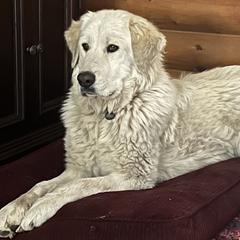 Denali - Colorado Mountain Dog