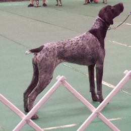 German Shorthaired Pointer All Grown Up from Twin Gabels GSPs