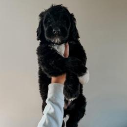 Dayton - Black male Sheepadoodle puppy in Wabash, Indiana from DOODCompany