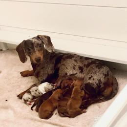 Rue - Dachshund