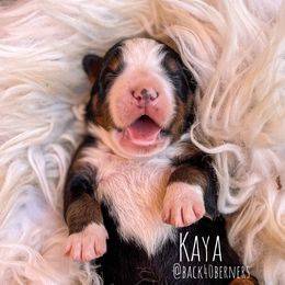 Kaya - Bernese Mountain Dog puppy in Eureka, Montana from Back 40 Berners