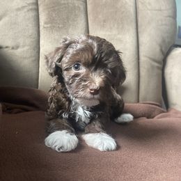 Little one - Chocolate female Havanese puppy in Portage, Indiana from Happiness in Havanese