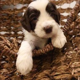 Chocolate parti male 2 - Parti male Goldendoodle puppy in Vallejo, California from Well Rooted Doodles