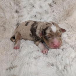 Athena - Red merle female Miniature Australian Shepherd puppy in Bend, Oregon from Wonderland Aussies