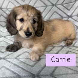 Carrie - Cream Brindle Dapple Silky Wire - Pet Only - 4500 - Dapple female Dachshund puppy in Pauls Valley, Oklahoma from Simply Happy Dachshunds