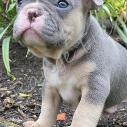 French Bulldogs from JJK9FRENCHBULLIES