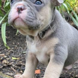 French Bulldogs from JJK9FRENCHBULLIES