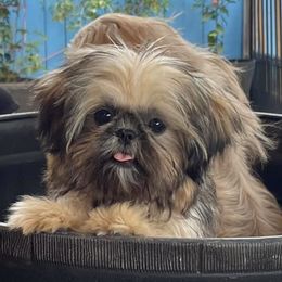 Shih Tzus from Little Lion Kennels