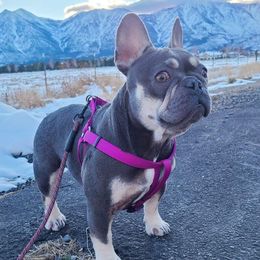 Riagan (Ree-gan) - French Bulldog