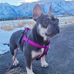 Riagan (Ree-gan) - French Bulldog