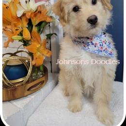 Aussiedoodle, Bernedoodle, and Goldendoodle Puppies from Johnson's Doodles