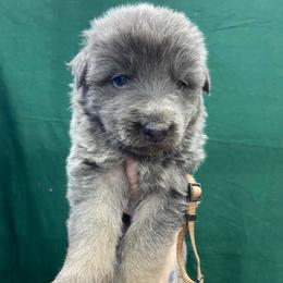 Boy 2 - Blue male German Shepherd puppy in Pelham, North Carolina from P & P Shepherds