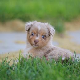 Australian Shepherd, Miniature American Shepherd, Miniature Australian Shepherd, and Toy Australian Shepherd Puppies from Painted Blue Aussies