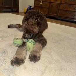 Aussiedoodle Puppies from Dani's Dandy Doodles