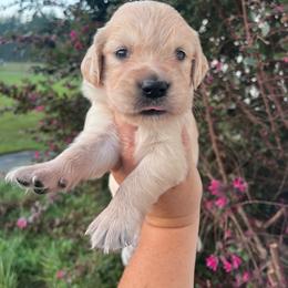 Red collar - Golden female Golden Retriever puppy in Jesup, Georgia from Painted Platinum Retrievers (Painted Platinum Kennel) PPK