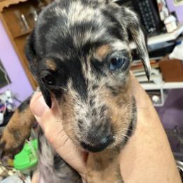 Dachshund Puppies from Witchy Woman’s Wiener’s