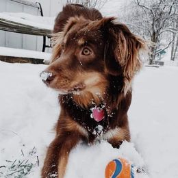 Miniature Australian Shepherds from Dragonfly Mini Aussies