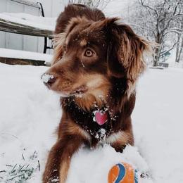 Miniature Australian Shepherds from Dragonfly Mini Aussies
