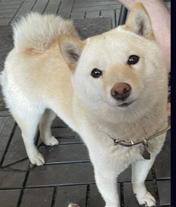 Alaska Mameshiba 🇯🇵