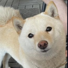 Alaska - Shiba Inu